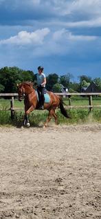 Mooi dressuur paard., Ophalen of Verzenden