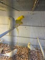 Vele soorten vogels, Dieren en Toebehoren, Meerdere dieren, Parkiet