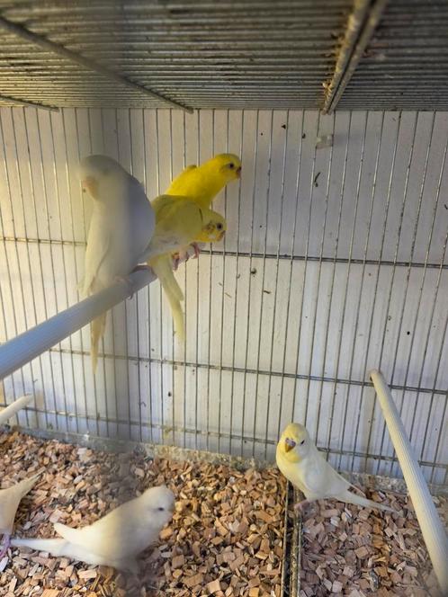 Vele soorten vogels, Dieren en Toebehoren, Vogels | Parkieten en Papegaaien, Parkiet, Meerdere dieren