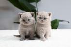 Britse korthaar kittens te koop, Dieren en Toebehoren, Katten en Kittens | Raskatten | Korthaar, Meerdere dieren, Ontwormd