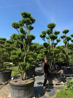 Taxus media 'Hillii' pon pon / tuinbonsai te koop!, Tuin en Terras, Bloeit niet, 250 tot 400 cm, Volle zon, In pot