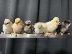 Usa zijdehoen cloaca gesekste hen kuikens 🐥 2wk geent🍀, Dieren en Toebehoren, Vrouwelijk, Kip
