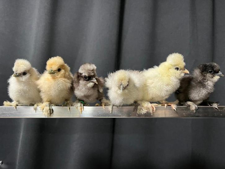 Usa zijdehoen cloaca gesekste hen kuikens 🐥 2wk geent🍀, Dieren en Toebehoren, Pluimvee, Kip, Vrouwelijk