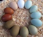 GEZOCHT broedei araucana en ayam cerami, Geslacht onbekend, Kip