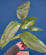 Rhaphidophora Tetrasperma Megaphylla p12 (2), Ophalen of Verzenden, Halfschaduw, Minder dan 100 cm