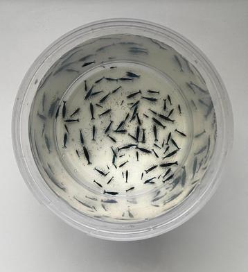 Blue Dream Neocaridina Garnalen beschikbaar voor biedingen