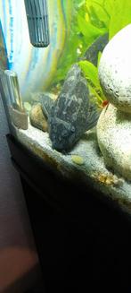 Gibiseps algeneter, Dieren en Toebehoren, Vis