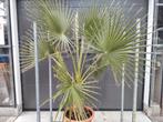Washingtonia Robusta 2 meter hoog, Tuin en Terras, Planten | Bomen, Ophalen, Bloeit niet, Volle zon, Overige soorten