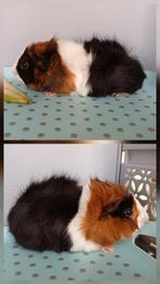 prachtig driekleur cavia zeugje, Dieren en Toebehoren, Juli, Vrouwelijk, Cavia