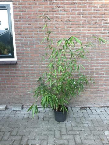 Fargesia Robusta Wolong, niet woekerende bamboe!!!  beschikbaar voor biedingen