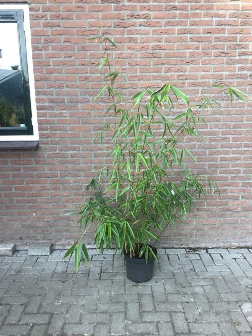 Fargesia Robusta Wolong, niet woekerende bamboe!!!, Tuin en Terras, Planten | Struiken en Hagen, Struik, Bamboe, 250 cm of meer