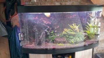 compleet aquarium  beschikbaar voor biedingen