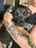 X herder pups 2 reutjes mogen per direct weg! WERKLIJN!, Dieren en Toebehoren, CDV (hondenziekte), 8 tot 15 weken, Meerdere, Meerdere dieren