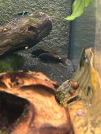 Corydoras venezuela blacks babys, Dieren en Toebehoren, Vissen | Aquariumvissen, Vis