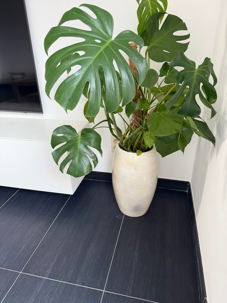 Grote Keramische Vaas voor Planten - Crèmekleurig, Huis en Inrichting, Woonaccessoires | Vazen, Overige kleuren, 50 tot 75 cm