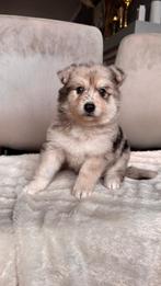 Prachtige pups te koop, Dieren en Toebehoren, Parvo, België, Particulier, 8 tot 15 weken