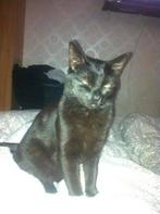 2 super lieve poezen, Dieren en Toebehoren, Poes, Kortharig, 6 jaar of ouder