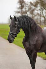 Friese drachtige ster merrie, Dieren en Toebehoren, Paarden, Merrie, B, Dressuurpaard, 3 tot 6 jaar