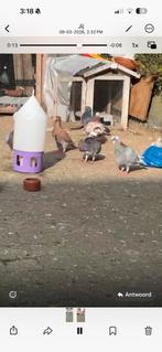 duif te koop, Vrouwelijk, Kropper