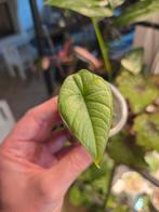 Alocasia Bisma Platinum, Overige soorten, Vaste plant, Ophalen of Verzenden, Bloeit niet