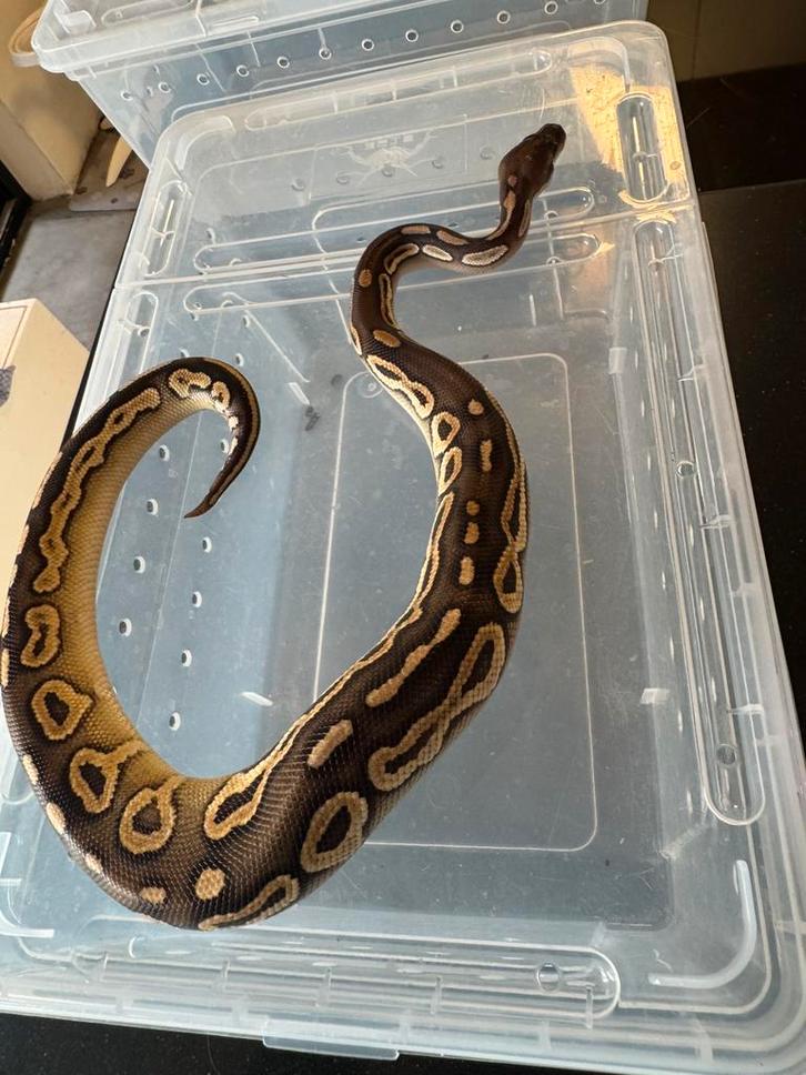 Python regius mojave Cinnamon yellowbelly Ball Python - female for sale from Niels Van Baardwijk