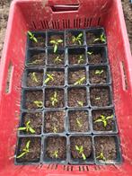 Diverse moestuinplantjes: tomaten, sla, bloemkool en meer!, Tuin en Terras, Planten | Tuinplanten, Ophalen