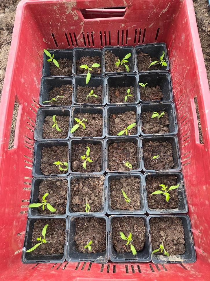 Diverse moestuinplantjes: tomaten, sla, bloemkool en meer!, Tuin en Terras, Planten | Tuinplanten, Ophalen