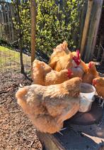Orpington buff groot broedeieren, Dieren en Toebehoren, Pluimvee, Geslacht onbekend, Kip