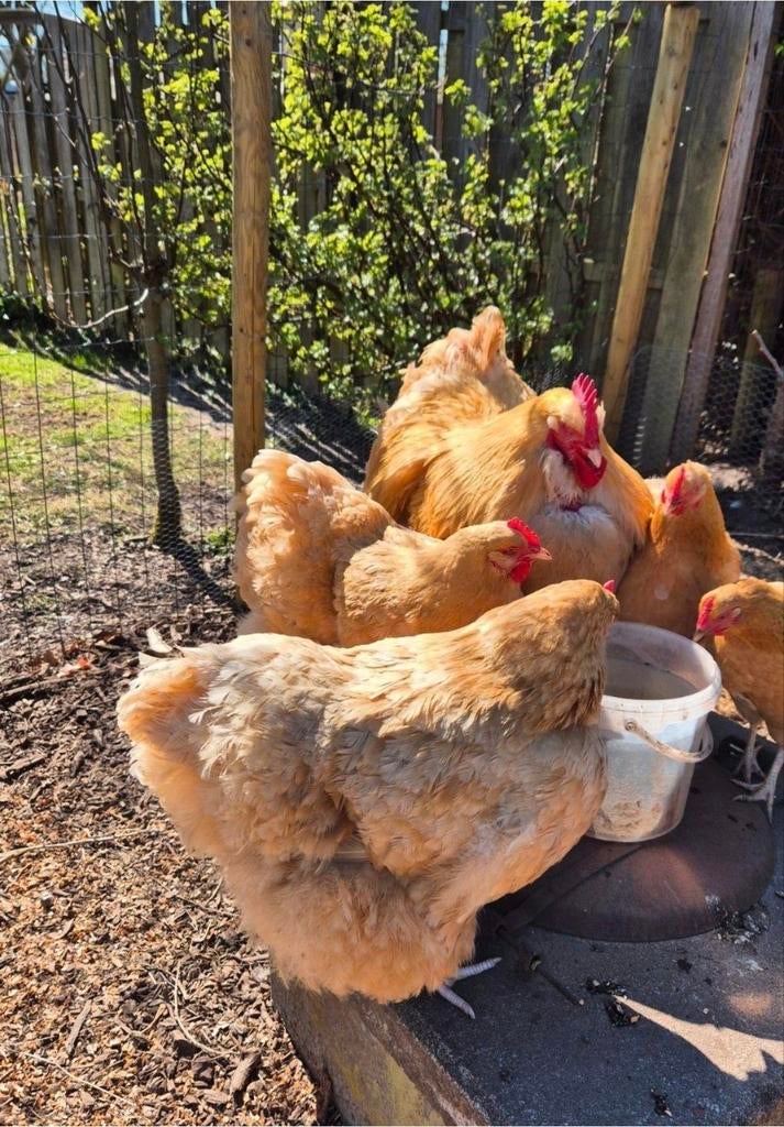 Orpington buff groot broedeieren, Dieren en Toebehoren, Pluimvee, Kip, Geslacht onbekend