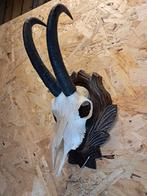 Mooie Gems / Berggeit schedel op bewerkte trofeeplank, Ophalen of Verzenden, Zo goed als nieuw, Wild dier, Schedel