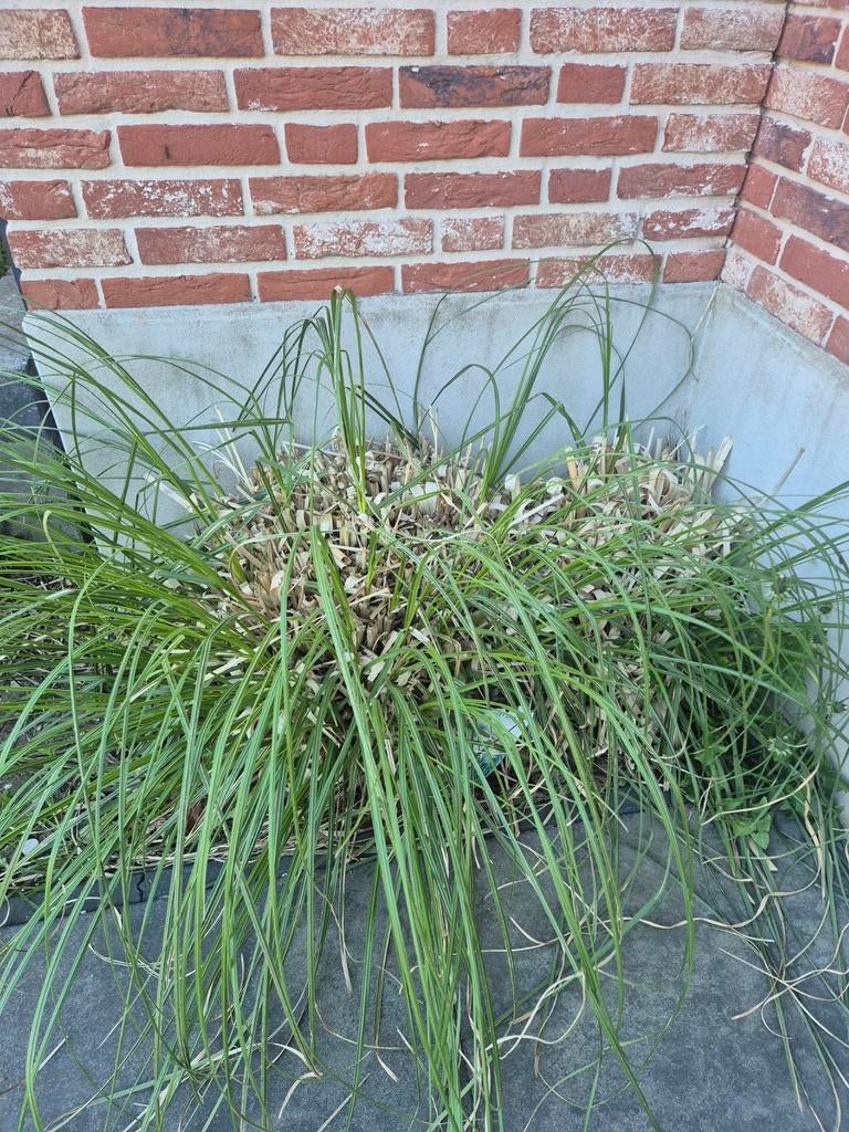 Pampasgras - Sierlijk en onderhoudsvriendelijk, Volle zon, Vaste plant, Siergrassen, Ophalen of Verzenden