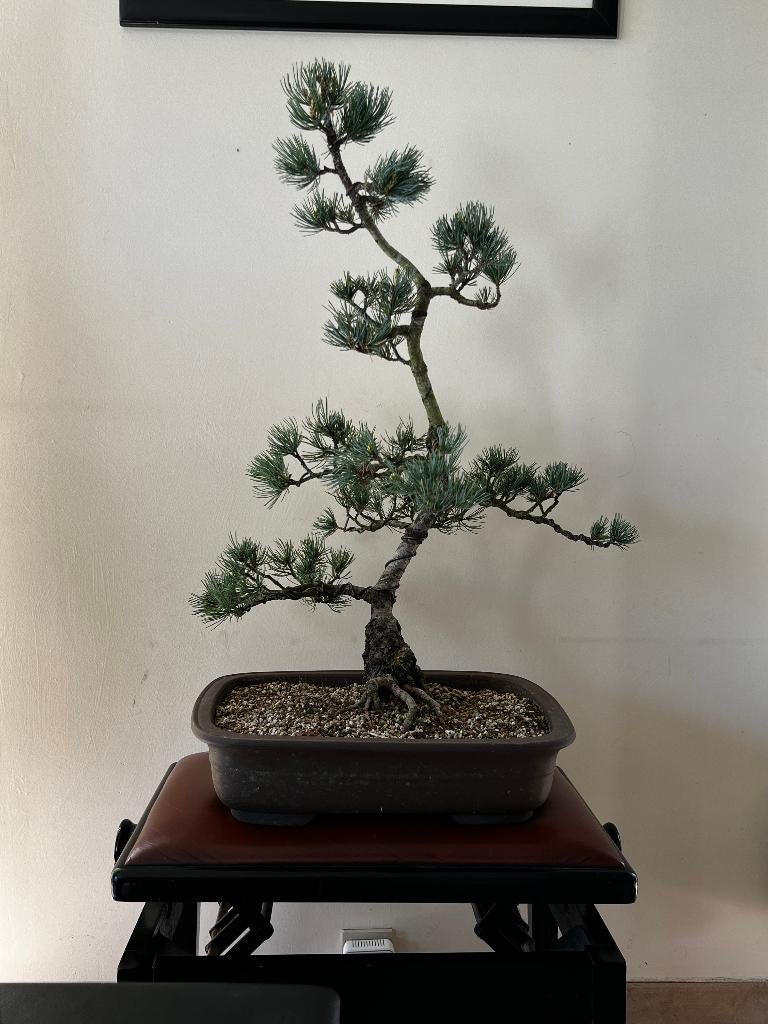 Bonsai Pinus Parviflora, Volle zon, Vaste plant, Lente, Ophalen