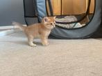 Lieve goudkleurige Britse Korthaar kittens, Meerdere dieren, Kortharig, 0 tot 2 jaar