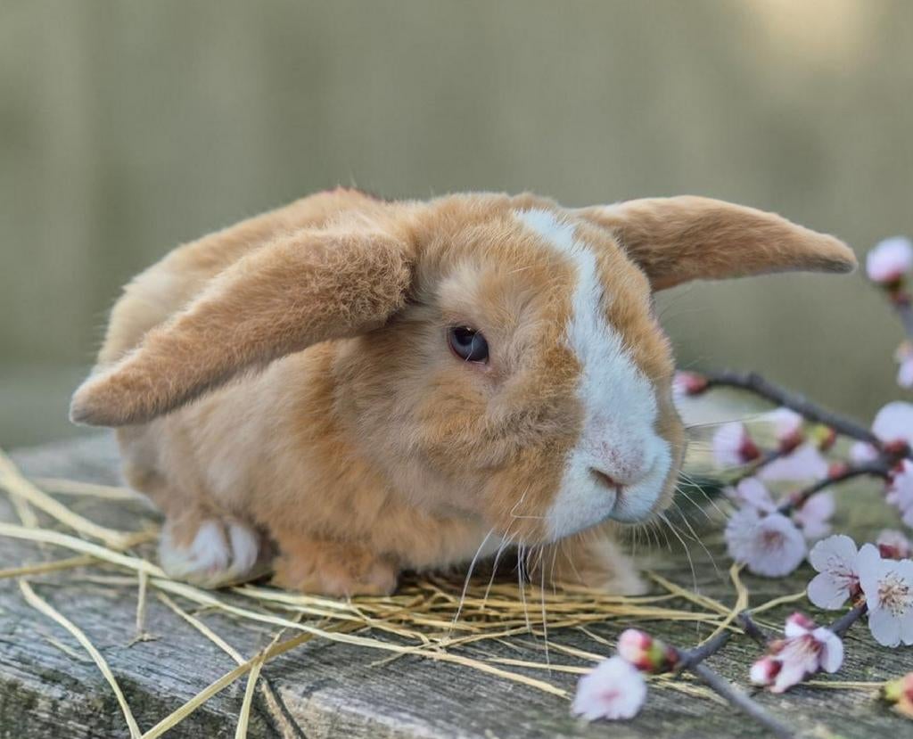 Mini Lop/ Rex hangoordwerg konijntjes gevaccineerd, Dieren en Toebehoren, Konijnen, Meerdere dieren, Klein, Hangoor, 0 tot 2 jaar