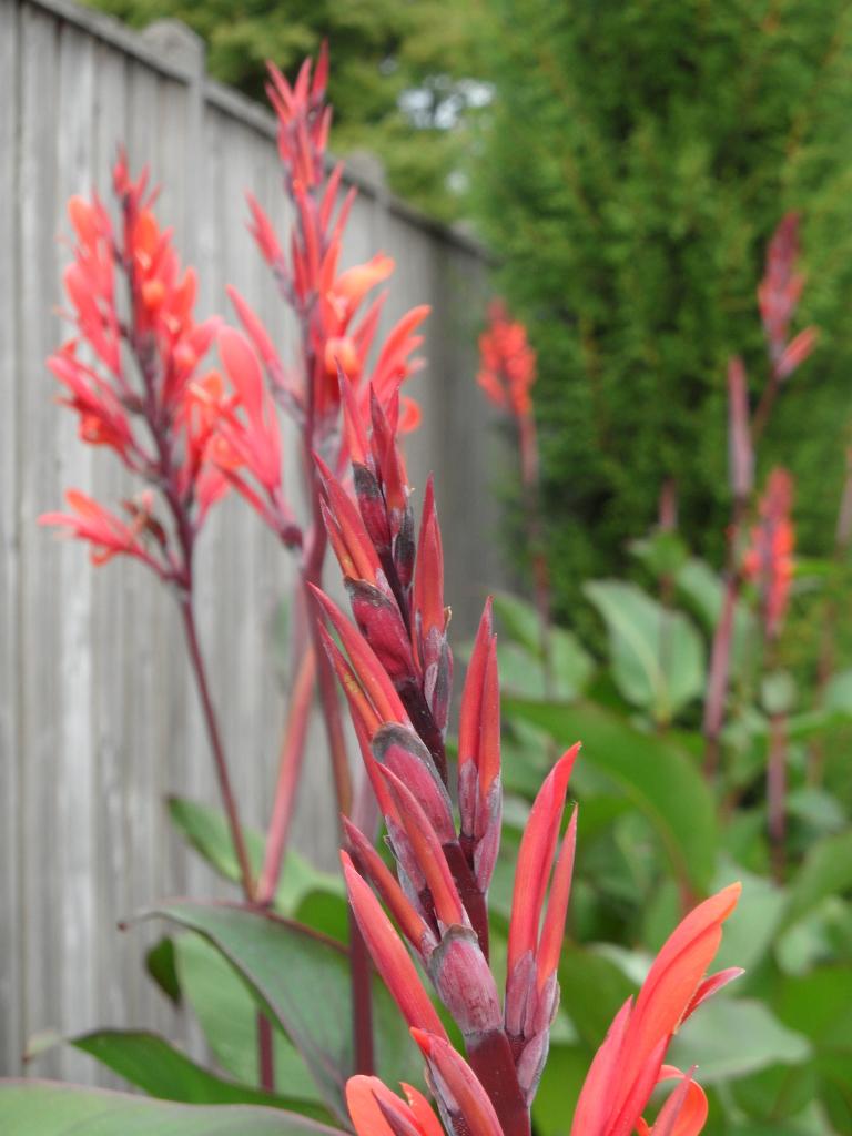 canna knollen - enkel - dubbel of triple, Tuin en Terras, Planten | Tuinplanten, Ophalen of Verzenden, Overige soorten, Volle zon