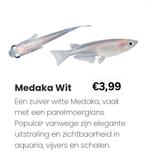 Medaka visjes tekoop, Karper of Koi