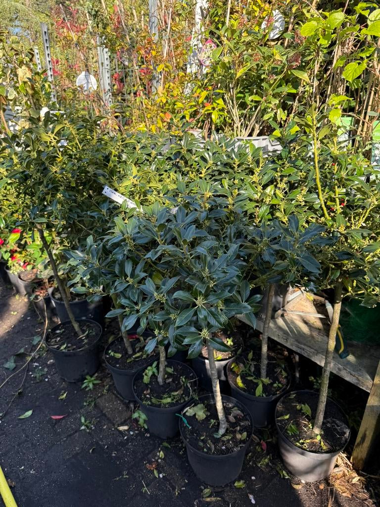 Ilex nelly r stevens americaanse hulst nu in bloei 29,95, Ophalen, Overige soorten, 100 tot 250 cm