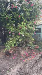 Mooie bloesembomen, gratis afhalen, Overige soorten, Lente, 400 cm of meer, Ophalen