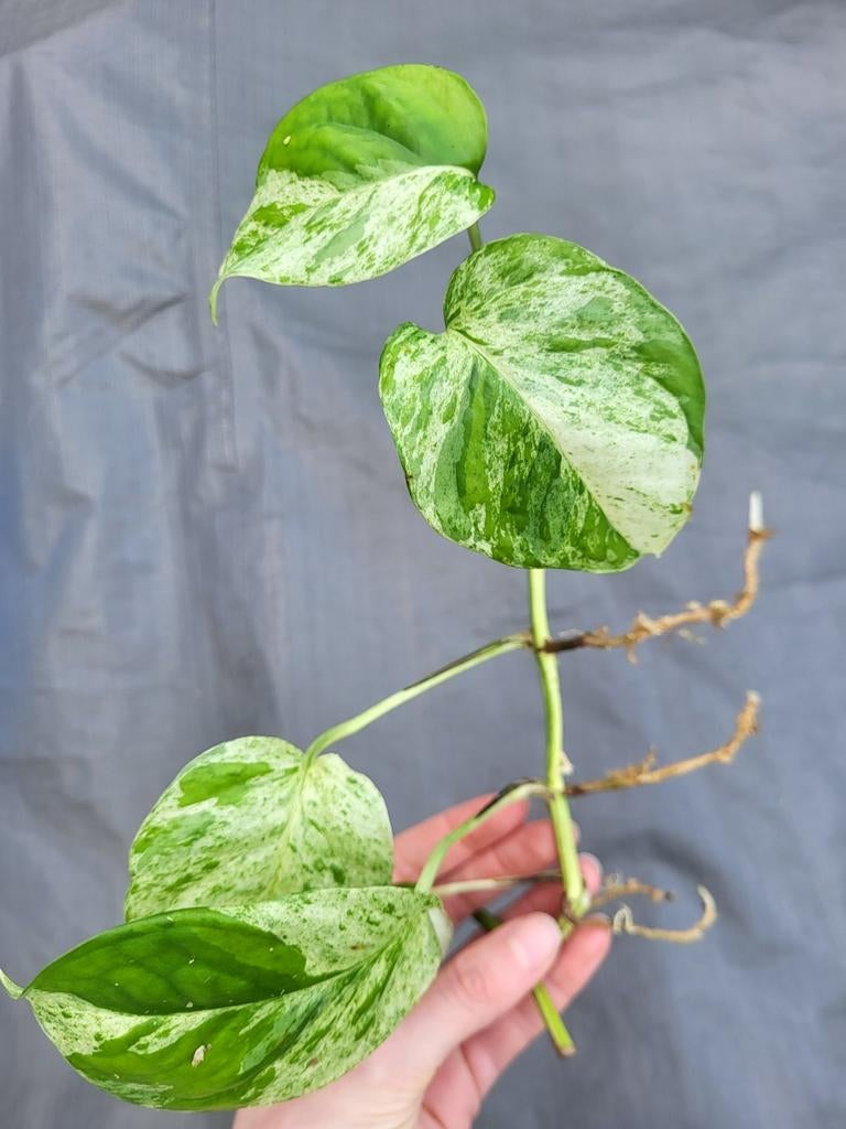 Epipremnum pinnatum marble variegata stekken, Huis en Inrichting, Kamerplanten, Overige soorten, Minder dan 100 cm, Groene kamerplant