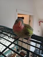 Princes van Wales parkieten, Meerdere dieren, Parkiet, Geringd