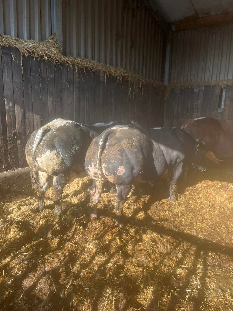 Dikbil streeprugstieren te huur, Dieren en Toebehoren, Runderen, Mannelijk