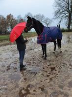 Mooie fokmerrie/weidemaatje/coach paard, Dieren en Toebehoren, Paarden, Merrie, B, 175 cm of meer, 11 jaar of ouder