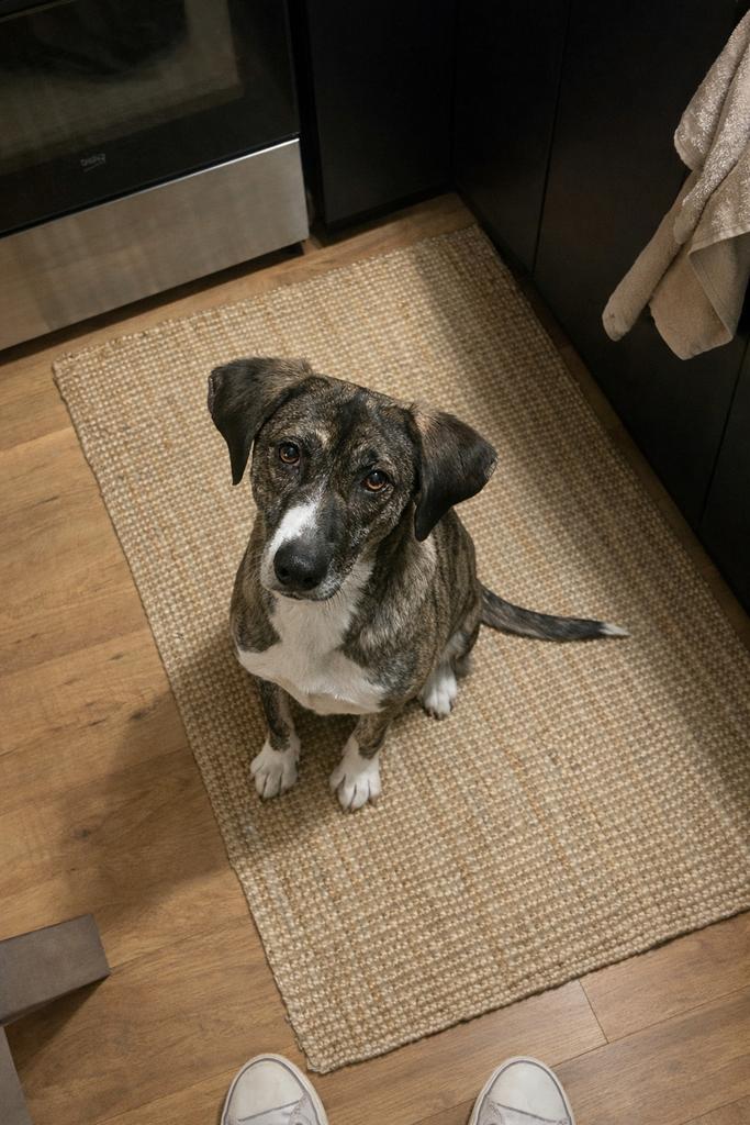 Hond ter adoptie, Dieren en Toebehoren, Honden | Niet-rashonden, Middel, Teef, Particulier, Eén hond, Buitenland, 3 tot 5 jaar