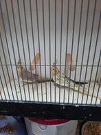 Diverse valkparkieten, Dieren en Toebehoren, Vogels | Parkieten en Papegaaien, Meerdere dieren, Parkiet