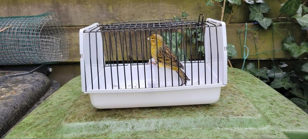 Groen agaat kanarie man, Dieren en Toebehoren, Vogels | Kanaries, Mannelijk, Kleurkanarie