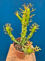 Euphorbia Maurentania p17 (2), Ophalen of Verzenden, Halfschaduw, Minder dan 100 cm
