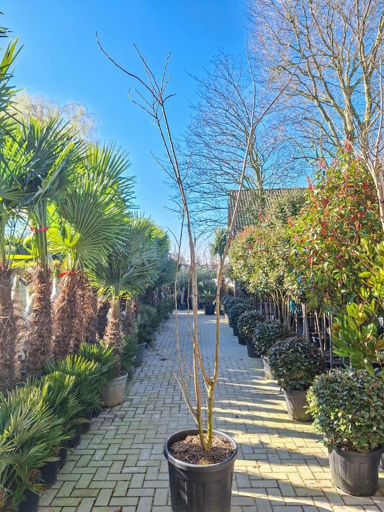 Albizia julibrissin ombrella, perzische slaapboom, Tuin en Terras, Overige soorten, 100 tot 250 cm, Zomer, Ophalen