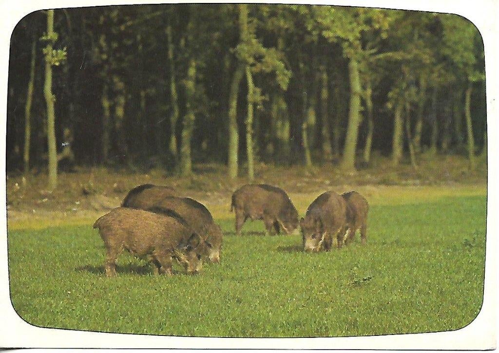 Wilde zwijnen., Verzenden, 1980 tot heden, Gelopen, Wild dier