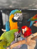 Prachtige ara’s te koop (papegaai), Dieren en Toebehoren, Mannelijk, Papegaai, Tam