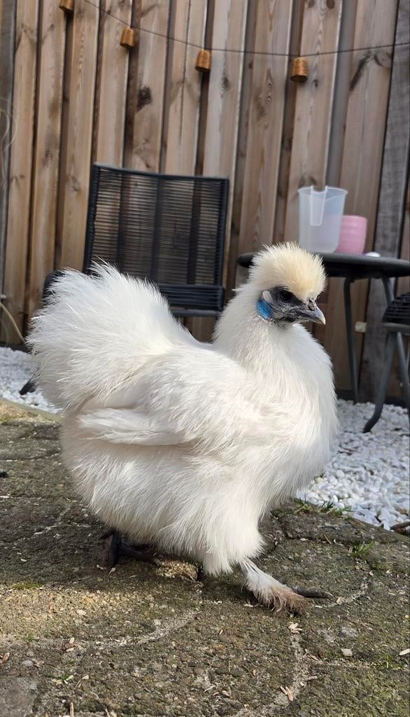 4 zijdehoen dames, Vrouwelijk, Kip